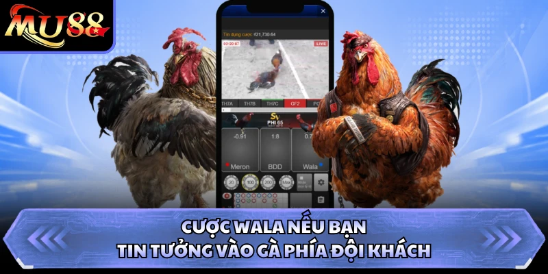 Cược Wala nếu bạn tin tưởng vào gà phía đội khách